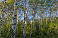 Aspen grove with spring growth near East Glacier, Montana - Poster Print by Chuck Haney