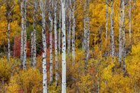 Aspen Grove in Peak Fall Colors Fine Art Print by Chuck Haney