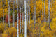 Aspen Grove in Peak Fall Colors Fine Art Print by Chuck Haney