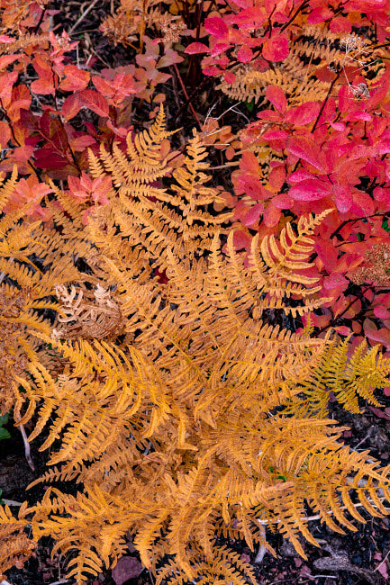 Autumn ferns and ground cover in a burn area above St Mary Lake, Glacier National Park, Montana Poster Print by Chuck Haney.