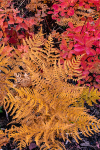 Autumn ferns and ground cover in a burn area above St Mary Lake, Glacier National Park, Montana Poster Print by Chuck Haney.