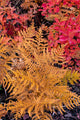 Autumn ferns and ground cover in a burn area above St Mary Lake, Glacier National Park, Montana Poster Print by Chuck Haney.