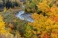 Autumn color along Divide Creek in Glacier National Park poster print by Chuck Haney.