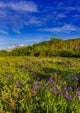 Larkspur and spring wildflowers poster print by Chuck Haney.