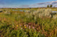 Wildflowers Along the Powder River Poster Print by Chuck Haney