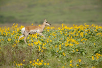 Pronghorn doe with yellow ear tag in the National Bison Range poster print by Janet Horton.