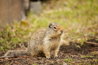 Columbian Ground Squirrel poster print in Glacier National Park by Janet Horton.