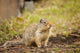 Columbian Ground Squirrel poster print in Glacier National Park by Janet Horton.