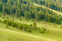 National Bison Range Palouse Prairie Grasslands Poster Print by Janet Horton