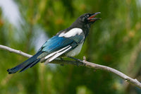 Black-billed Magpie Vocalizing Poster Print by Janet Horton.