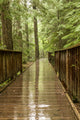Trail of the Cedars bridge over Avalanche Creek poster print by Janet Horton