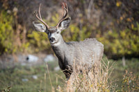 Mule Deer Buck at National Bison Range Poster Print by Richard Wright