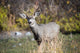 Mule Deer Buck at National Bison Range Poster Print by Richard Wright