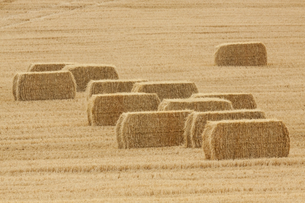 Montana Hay Bales Poster Print by Tom Haseltine, capturing the beauty of rural Montana.