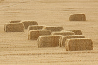 Montana Hay Bales Poster Print by Tom Haseltine, capturing the beauty of rural Montana.