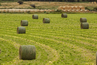 Montana hay bales in a field poster print by Tom Haseltine