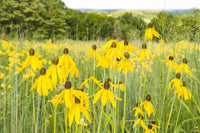 Upper Raritan River Basin Black-eyed Susan's meadow poster print by Alison Jones.