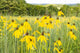 Upper Raritan River Basin Black-eyed Susan's meadow poster print by Alison Jones.