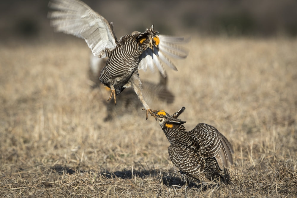 Prairie Chickens Fighting on the Lek Poster Print by Deborah Winchester