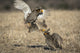 Prairie Chickens Fighting on the Lek Poster Print by Deborah Winchester