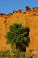 Gold Butte National Monument Little Finland poster print showcasing a palm tree in the desert.