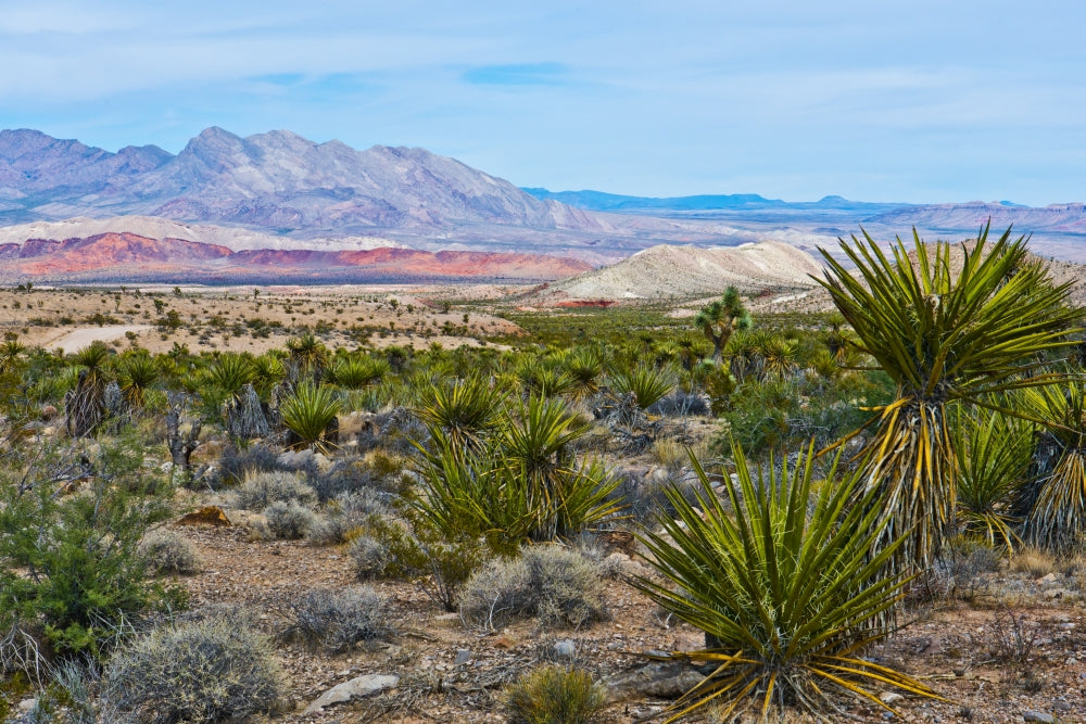 Gold Butte National Monument Million Hills Poster Print by Bernard Friel