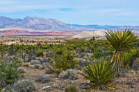 Gold Butte National Monument Million Hills Poster Print by Bernard Friel