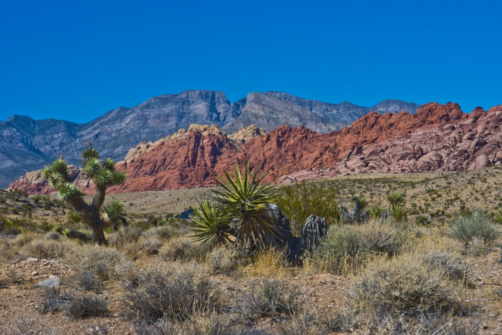 Calico Hills North Poster Print showcasing the vibrant landscape of Red Rock National Conservation Area in Nevada.