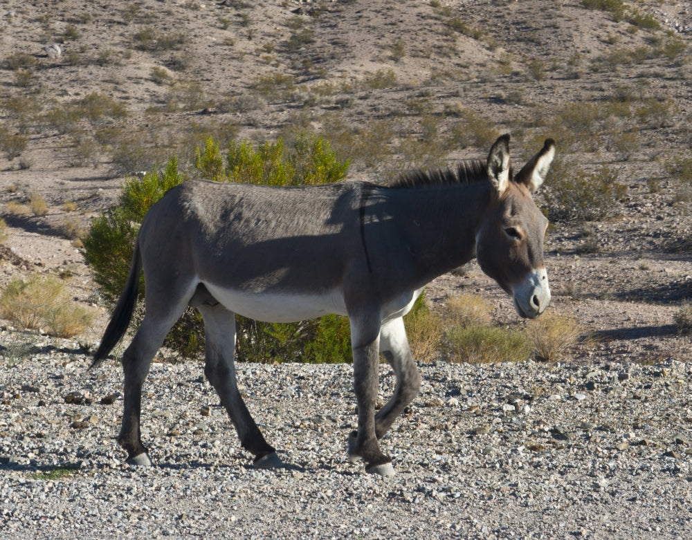 Wild Burro in Beatty along State Highway 374 poster print showcasing wildlife in Nevada.