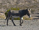 Wild Burro in Beatty along State Highway 374 poster print showcasing wildlife in Nevada.
