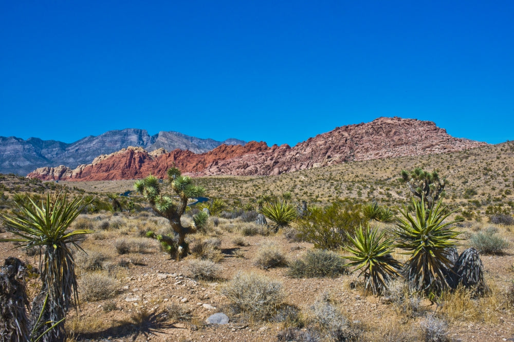 Red Rock National Conservation Area Poster Print by Bernard Friel