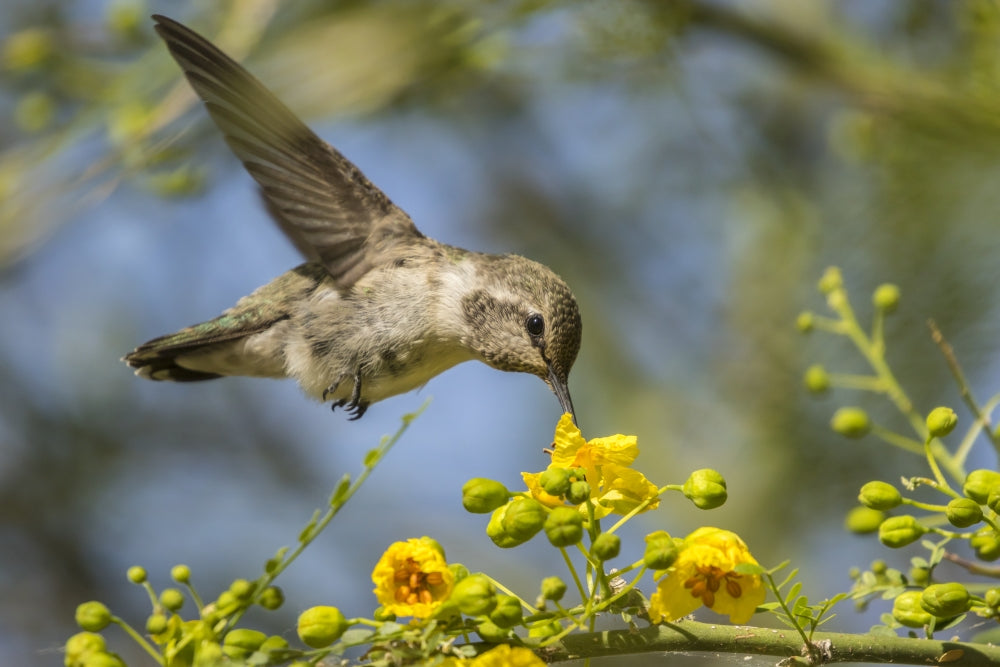 Female Costa's hummingbird feeding poster print from Nevada Bird Viewing Preserve.