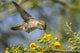 Female Costa's hummingbird feeding poster print from Nevada Bird Viewing Preserve.