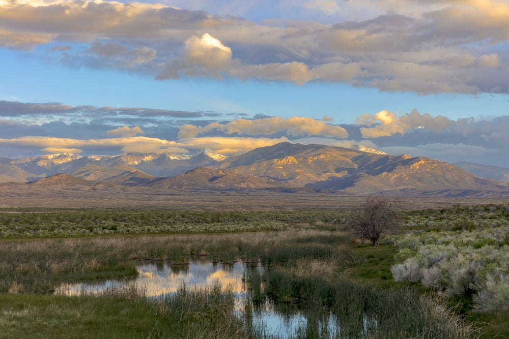 Snake Mountains reflecting in wetlands of Great Basin National Park Poster Print by Chuck Haney.