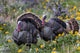 Tom turkeys in breeding plumage poster print by Chuck Haney, showcasing vibrant colors.
