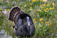 Tom Turkey in Breeding Plumage Art Print by Chuck Haney