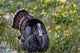 Tom Turkey in Breeding Plumage Art Print by Chuck Haney