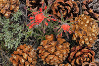 Indian Paintbrush and Pine Cones in Great Basin National Park poster print
