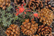 Indian Paintbrush and Pine Cones in Great Basin National Park poster print