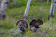 Tom Turkeys in Breeding Plumage Poster Print by Chuck Haney featuring vibrant colors and natural scenery.