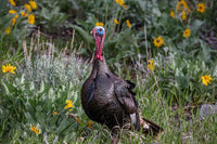 Tom turkey in breeding plumage at Great Basin National Park poster print by Chuck Haney.