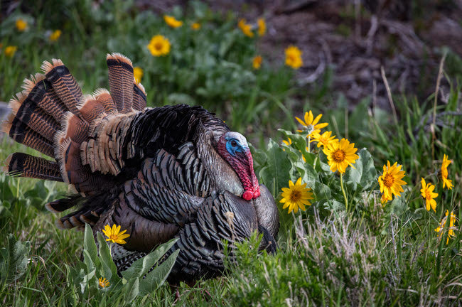 Tom Turkey in Breeding Plumage Poster Print by Chuck Haney