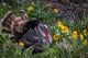 Tom Turkey in Breeding Plumage Poster Print by Chuck Haney