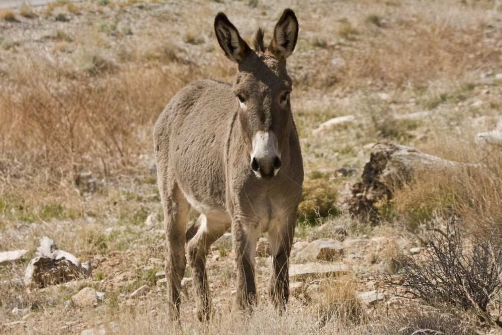 Wild burro standing in Red Rock Canyon, Nevada poster print.