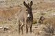 Wild burro standing in Red Rock Canyon, Nevada poster print.