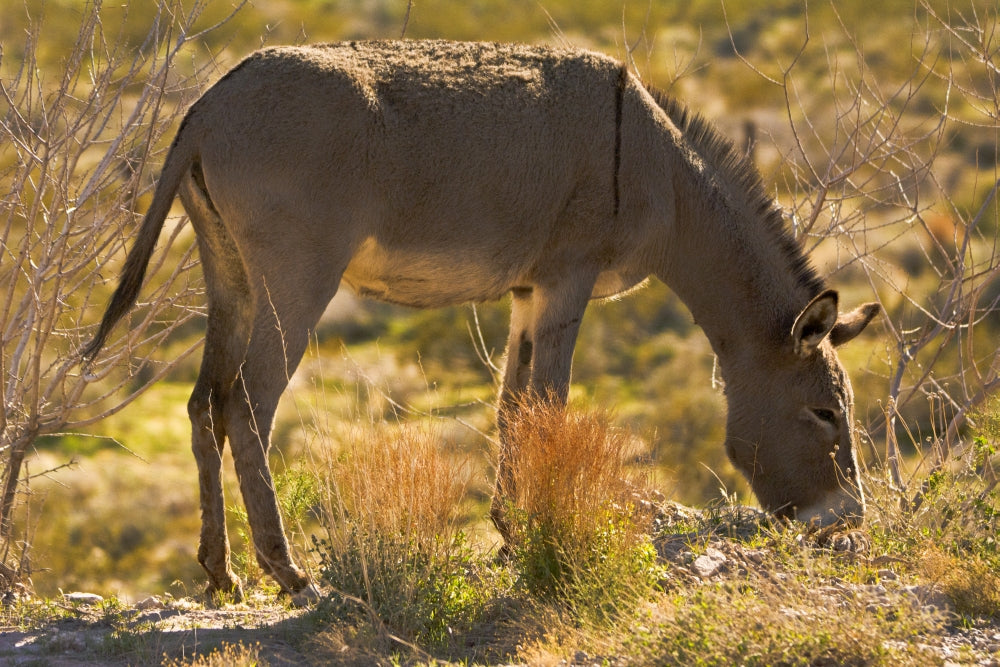 Wild burro grazing in Red Rock Canyon, Nevada - Art Print