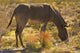 Wild burro grazing in Red Rock Canyon, Nevada - Art Print