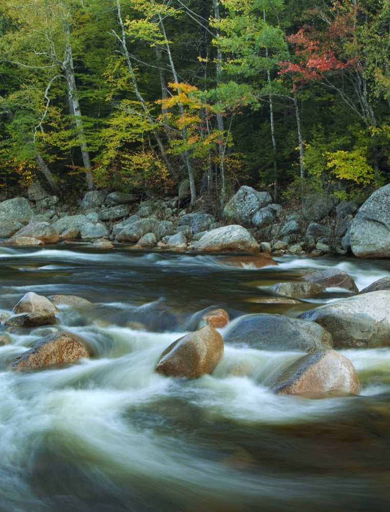 Autumn Trees and Flowing River poster print showcasing vibrant fall colors.