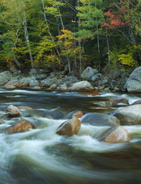 Autumn Trees and Flowing River poster print showcasing vibrant fall colors.