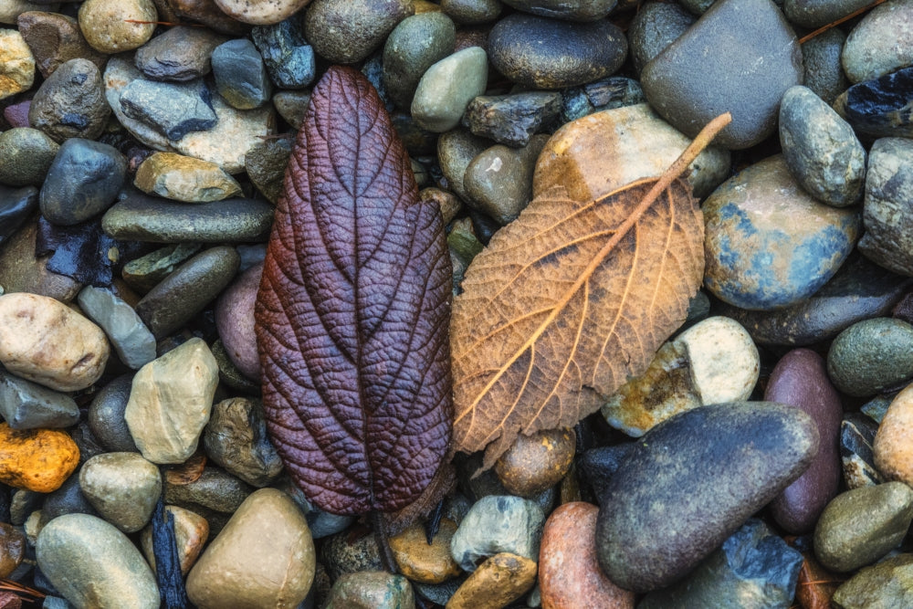 Leaves on shore rocks at Cape May National Seashore poster print.